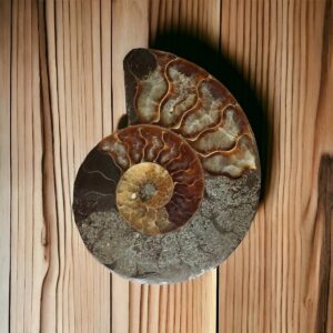 Fossile d'ammonite