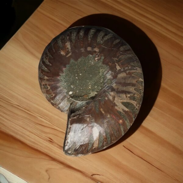 Fossile d'ammonite